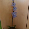 Orchideje 1. várka